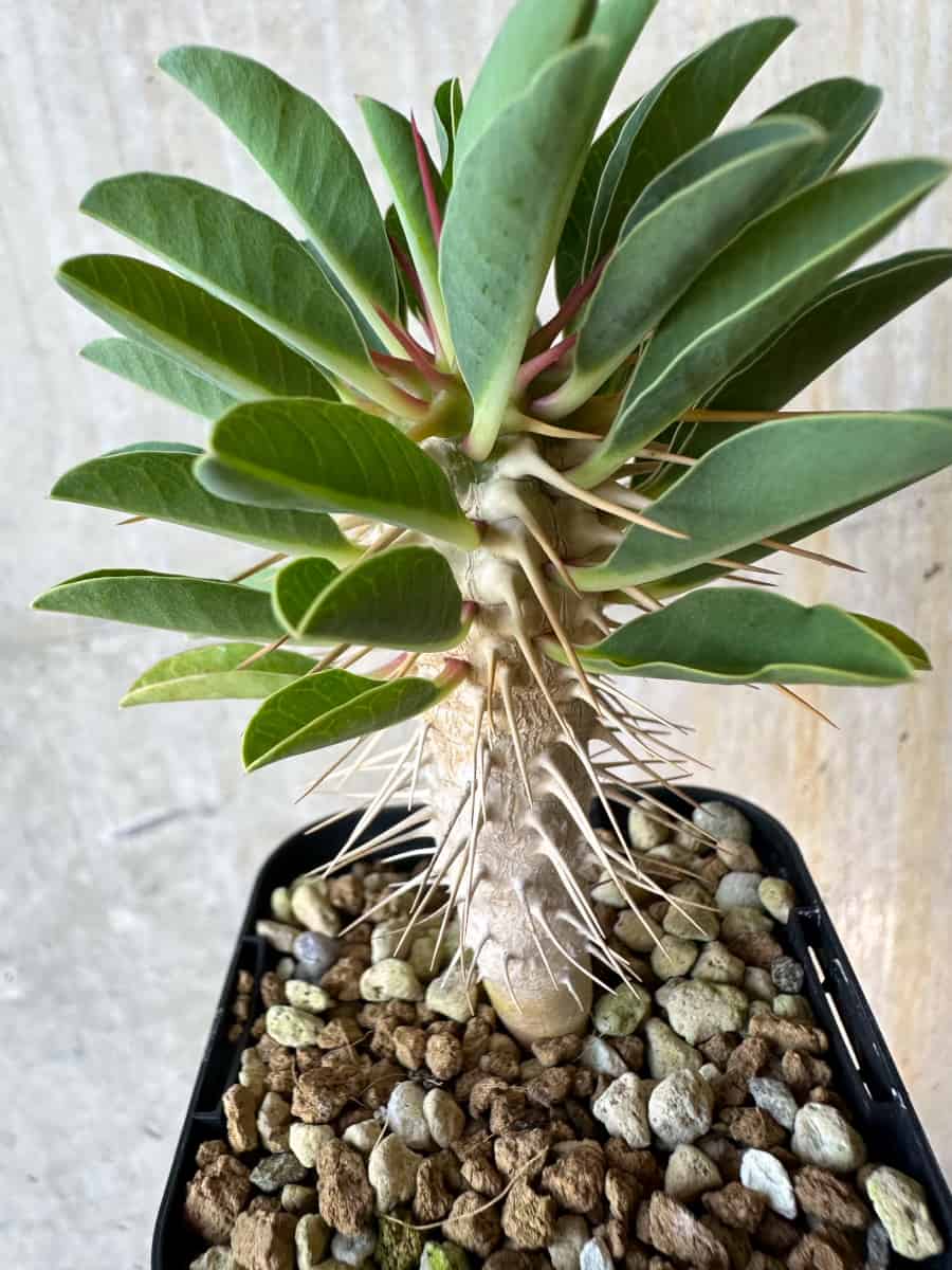 【現品限り】ユーフォルビア・ギラウミニアナ【G33】 Euphorbia guillauminiana