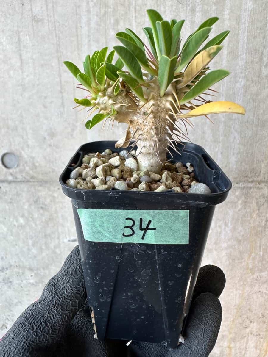 【現品限り】ユーフォルビア・ギラウミニアナ【G34】 Euphorbia guillauminiana