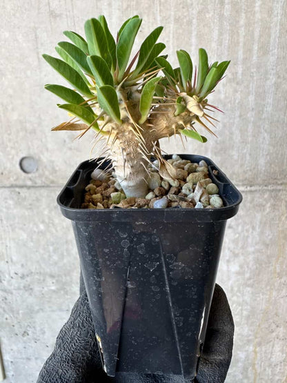 【現品限り】ユーフォルビア・ギラウミニアナ【G34】 Euphorbia guillauminiana