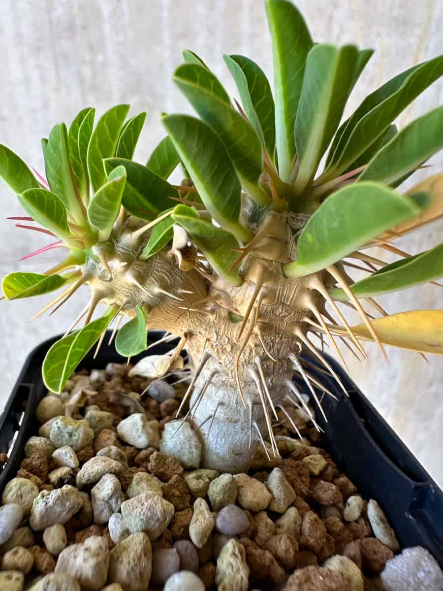 【現品限り】ユーフォルビア・ギラウミニアナ【G34】 Euphorbia guillauminiana