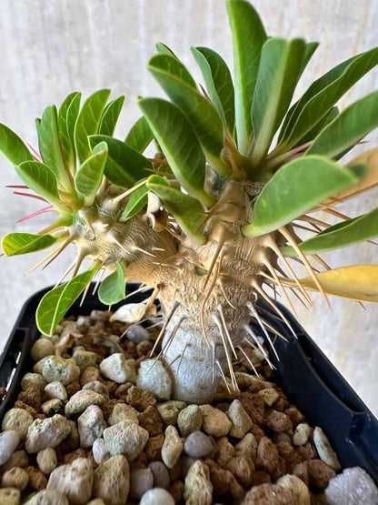 【現品限り】ユーフォルビア・ギラウミニアナ【G34】 Euphorbia guillauminiana