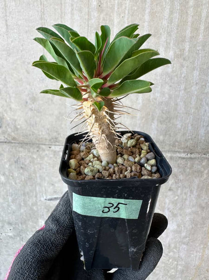 【現品限り】ユーフォルビア・ギラウミニアナ【G35】 Euphorbia guillauminiana