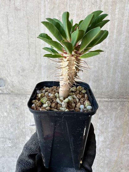 【現品限り】ユーフォルビア・ギラウミニアナ【G35】 Euphorbia guillauminiana