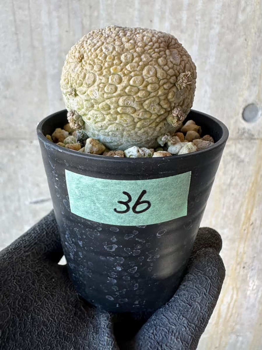 【現品限り】プセウドリトス・ミギウルティヌス【G36】 Pseudolithos migiurtinus