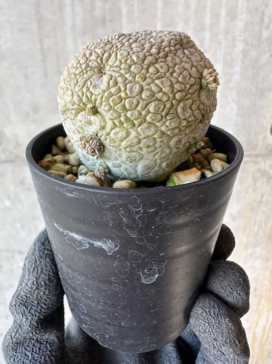 【現品限り】プセウドリトス・ミギウルティヌス【G36】 Pseudolithos migiurtinus