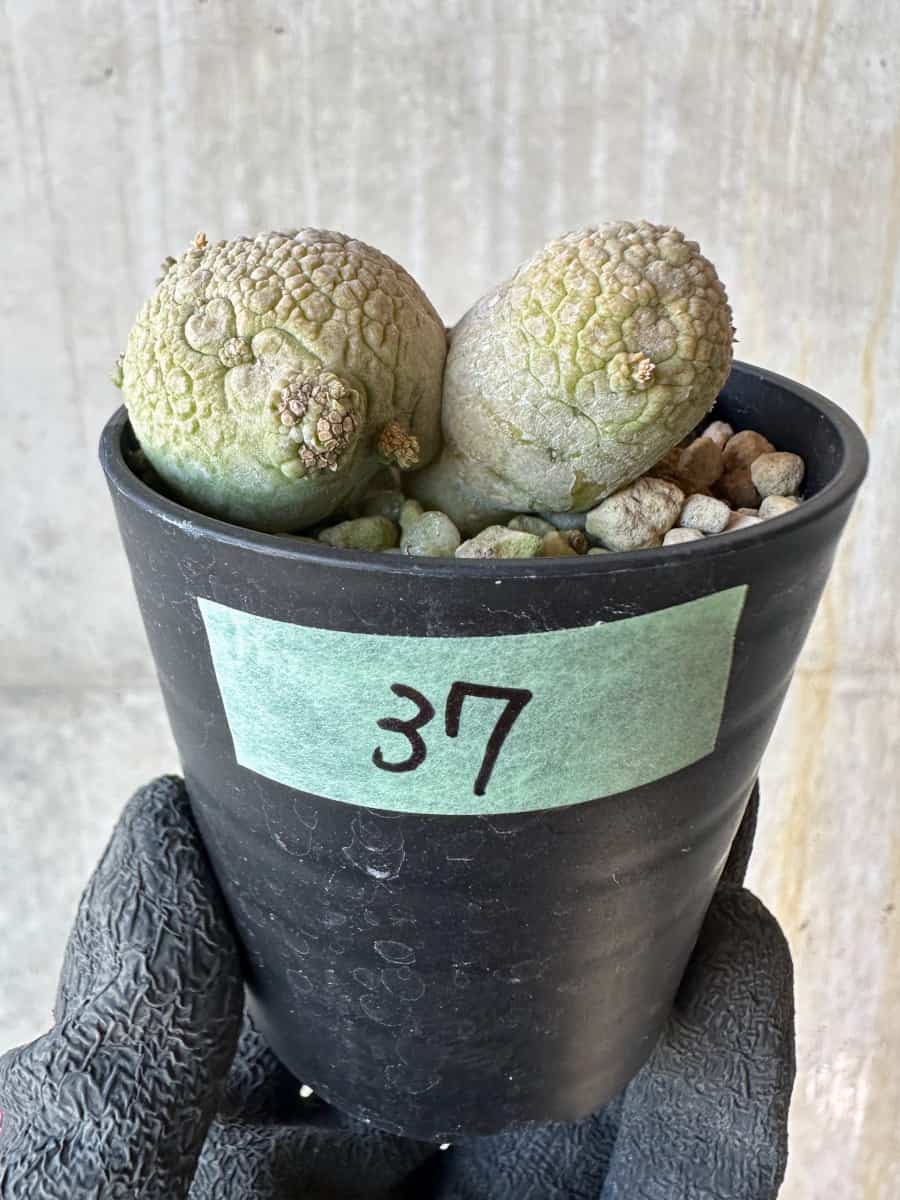 【現品限り】プセウドリトス・ミギウルティヌス【G37】 Pseudolithos migiurtinus