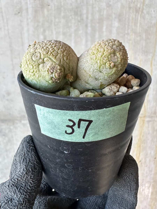 【現品限り】プセウドリトス・ミギウルティヌス【G37】 Pseudolithos migiurtinus