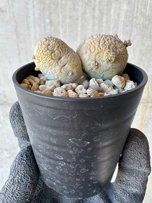 【現品限り】プセウドリトス・ミギウルティヌス【G37】 Pseudolithos migiurtinus