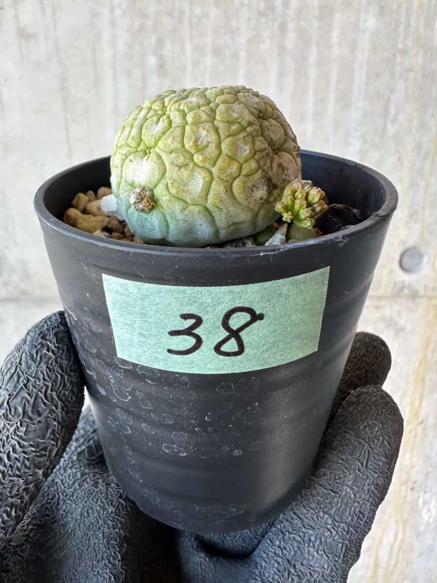 現品限り】プセウドリトス・ミギウルティヌス【G38】 Pseudolithos