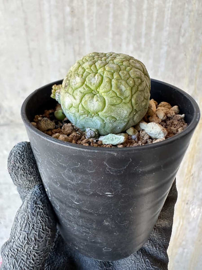 【現品限り】プセウドリトス・ミギウルティヌス【G38】 Pseudolithos migiurtinus