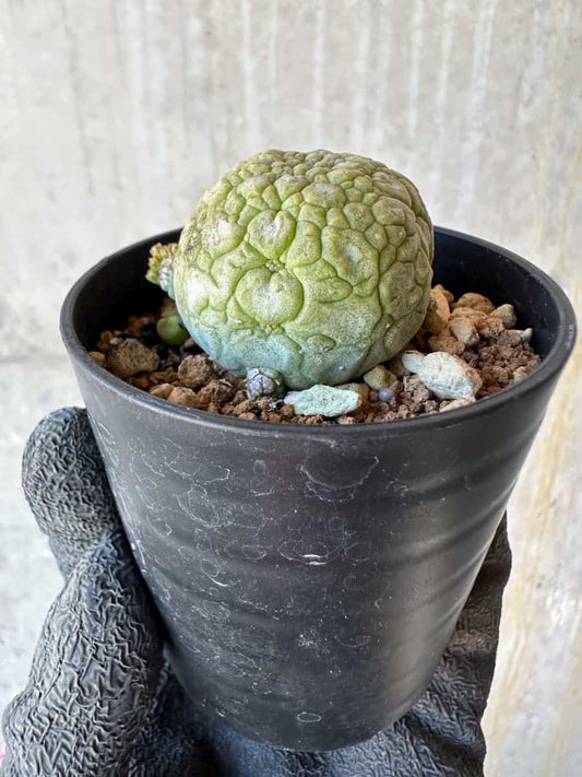 【現品限り】プセウドリトス・ミギウルティヌス【G38】 Pseudolithos migiurtinus