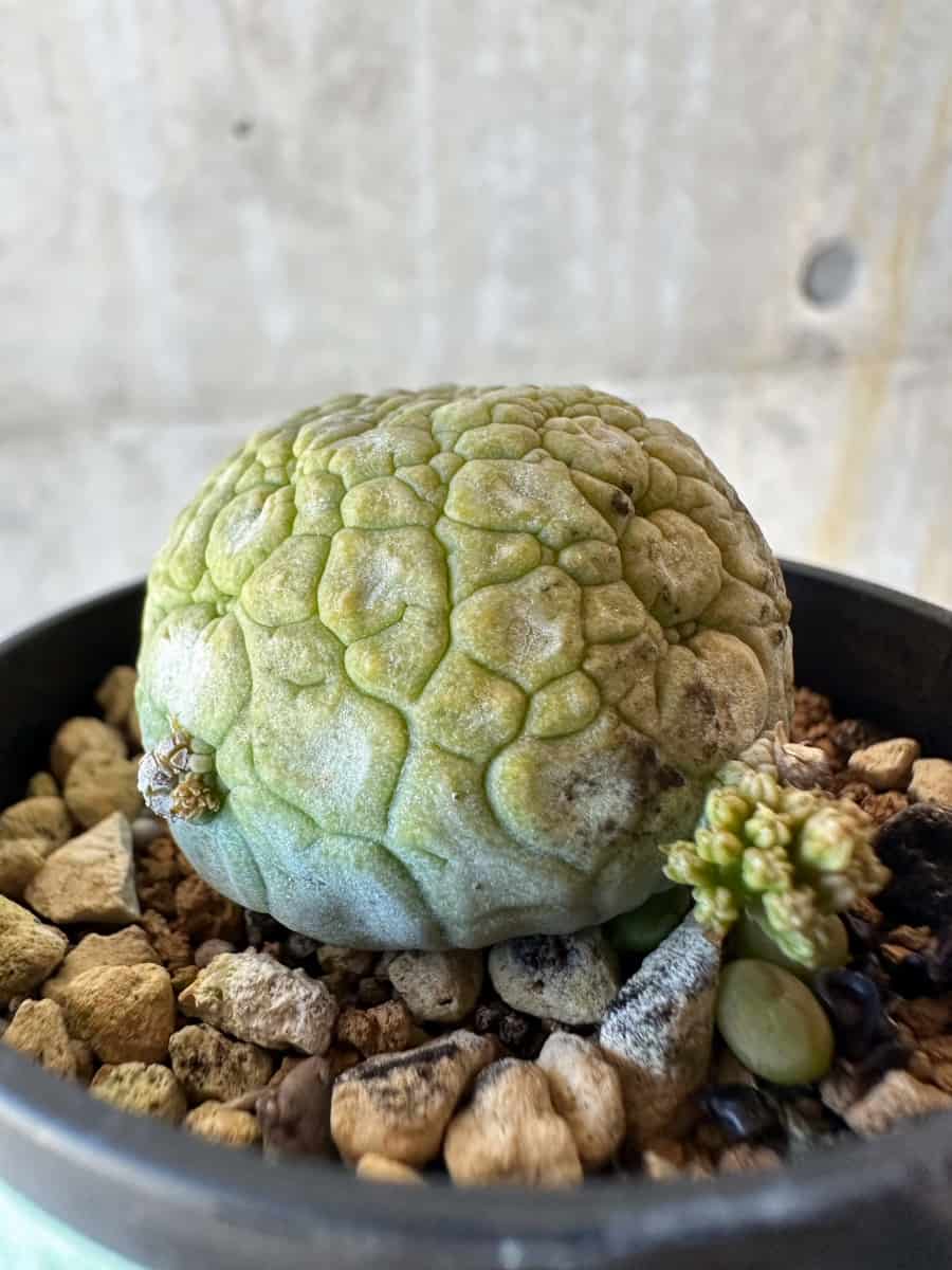 現品限り】プセウドリトス・ミギウルティヌス【G38】 Pseudolithos