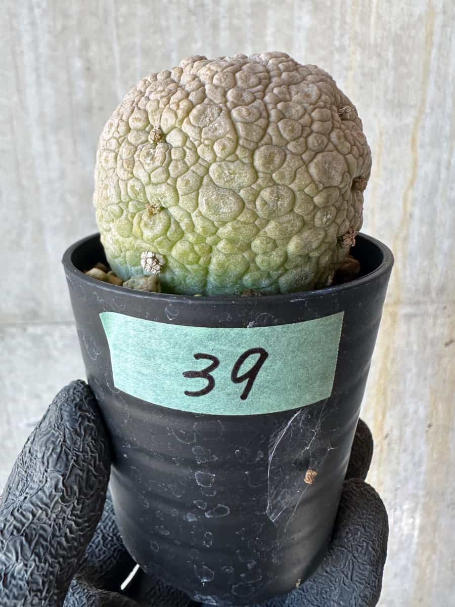 【現品限り】プセウドリトス・ミギウルティヌス【G39】 Pseudolithos migiurtinus