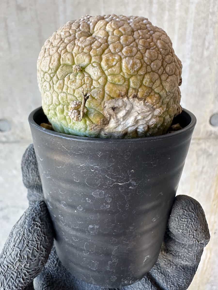 【現品限り】プセウドリトス・ミギウルティヌス【G39】 Pseudolithos migiurtinus