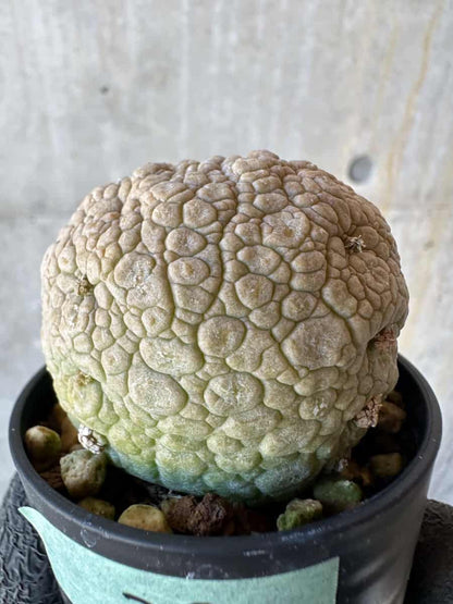 【現品限り】プセウドリトス・ミギウルティヌス【G39】 Pseudolithos migiurtinus