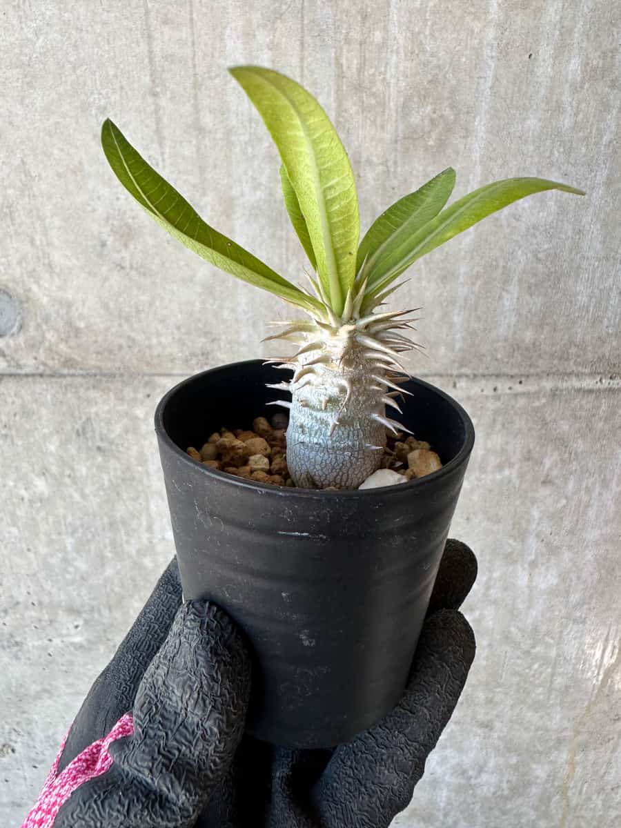 現品限り】パキポディウム・恵比寿笑い 白花【G3】 Pachypodium