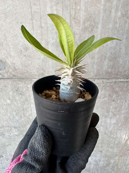 【現品限り】パキポディウム・恵比寿笑い 白花【G3】 Pachypodium brevicaule leucoxanthum