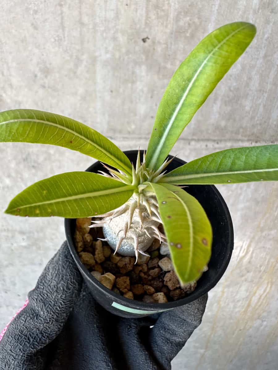 現品限り】パキポディウム・恵比寿笑い 白花【G3】 Pachypodium