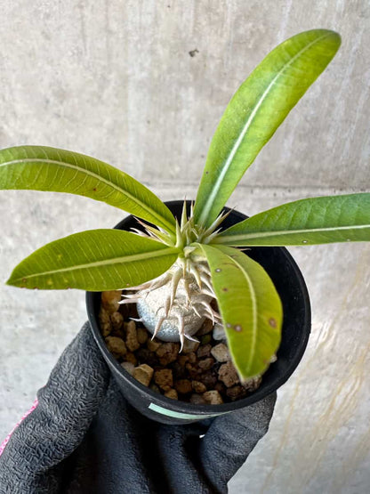 【現品限り】パキポディウム・恵比寿笑い 白花【G3】 Pachypodium brevicaule leucoxanthum
