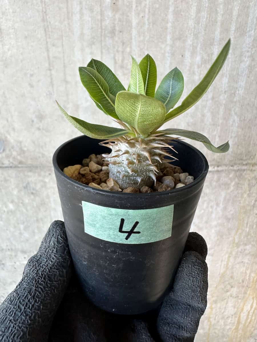 【現品限り】パキポディウム・恵比寿笑い 白花【G4】 Pachypodium brevicaule leucoxanthum