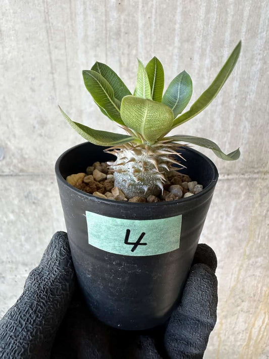 【現品限り】パキポディウム・恵比寿笑い 白花【G4】 Pachypodium brevicaule leucoxanthum