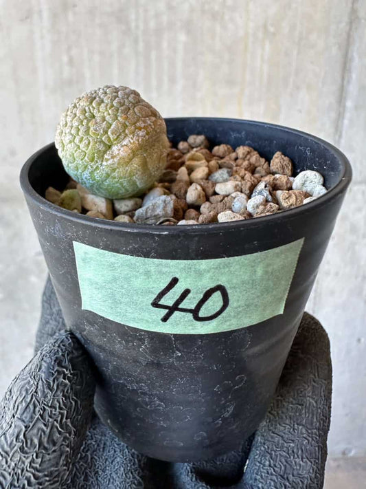 【現品限り】プセウドリトス・ミギウルティヌス【G40】 Pseudolithos migiurtinus