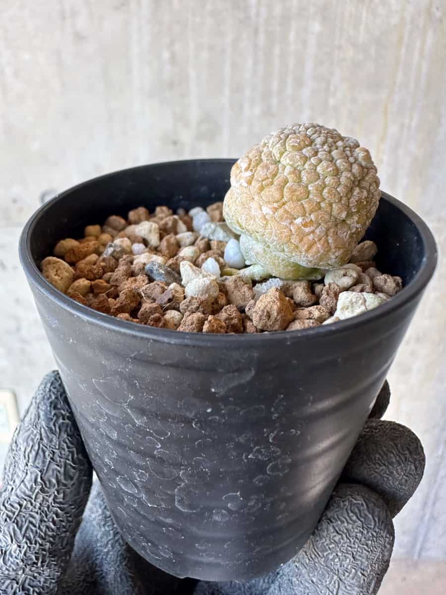 【現品限り】プセウドリトス・ミギウルティヌス【G40】 Pseudolithos migiurtinus