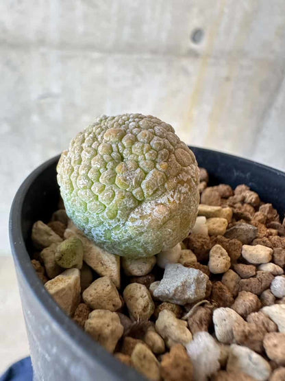 【現品限り】プセウドリトス・ミギウルティヌス【G40】 Pseudolithos migiurtinus