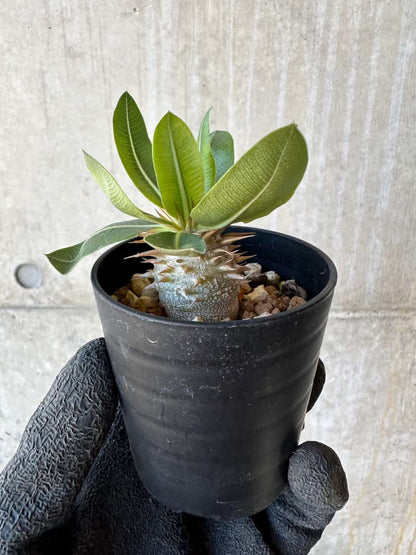 【現品限り】パキポディウム・恵比寿笑い 白花【G4】 Pachypodium brevicaule leucoxanthum