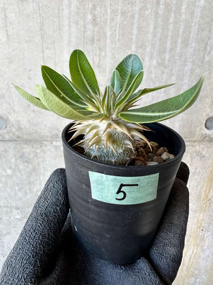 【現品限り】パキポディウム・恵比寿笑い 白花【G5】 Pachypodium brevicaule leucoxanthum