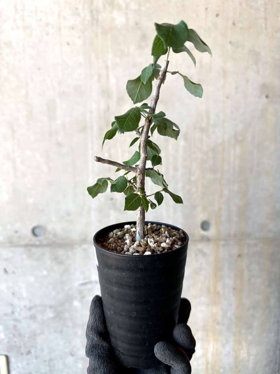【現品限り】コミフォラ・エデュリス【G51】 Commiphora edulis