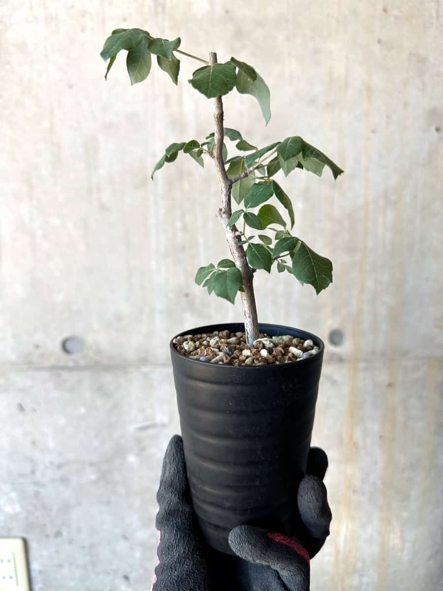 【現品限り】コミフォラ・エデュリス【G51】 Commiphora edulis