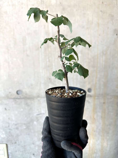 【現品限り】コミフォラ・エデュリス【G51】 Commiphora edulis