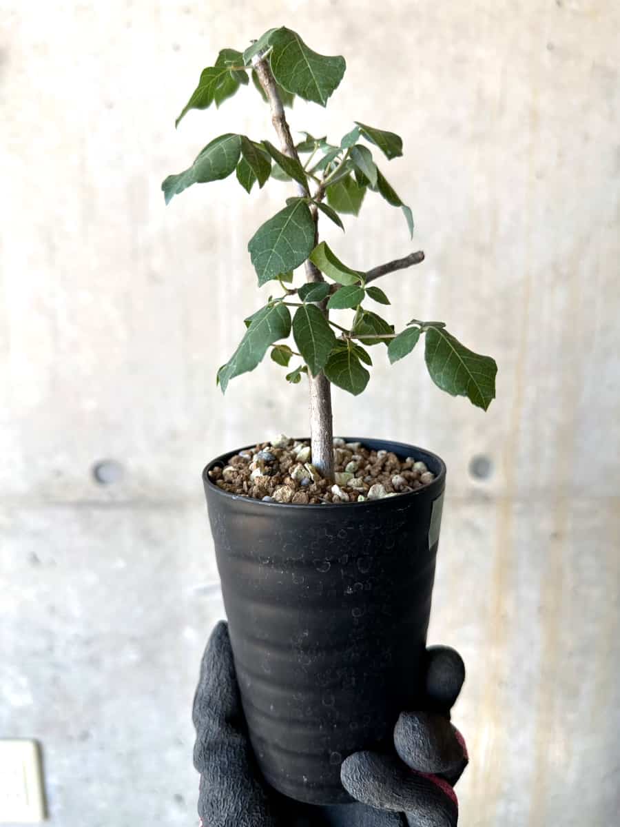 【現品限り】コミフォラ・エデュリス【G51】 Commiphora edulis