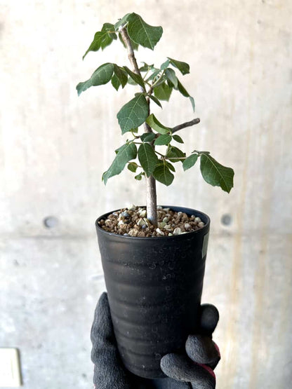 【現品限り】コミフォラ・エデュリス【G51】 Commiphora edulis