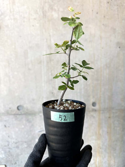 【現品限り】コミフォラ・エデュリス【G52】 Commiphora edulis