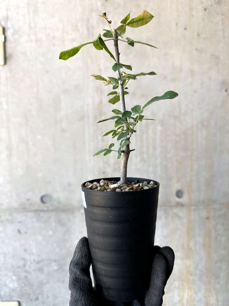 【現品限り】コミフォラ・エデュリス【G52】 Commiphora edulis