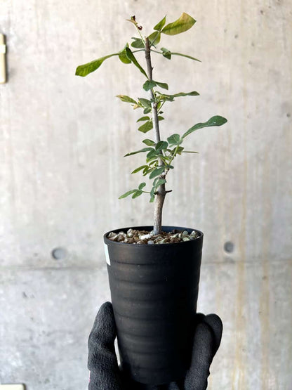 【現品限り】コミフォラ・エデュリス【G52】 Commiphora edulis