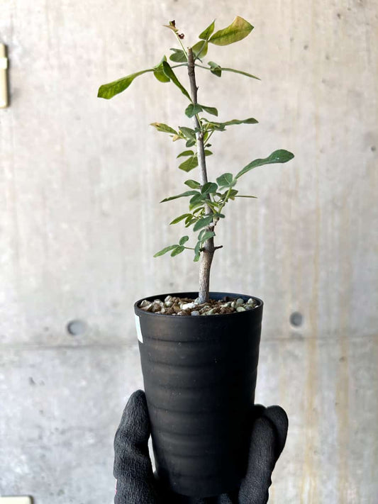 【現品限り】コミフォラ・エデュリス【G52】 Commiphora edulis