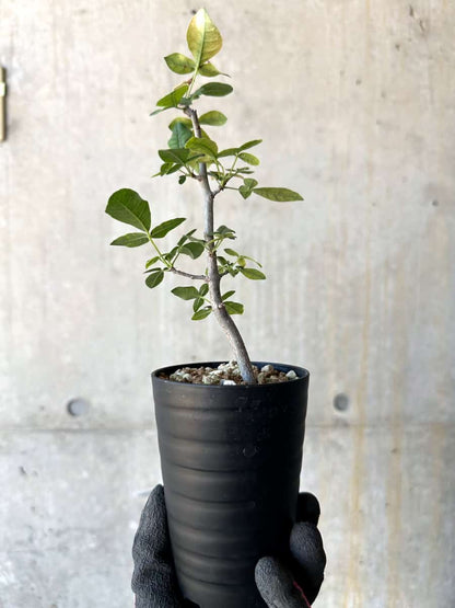 【現品限り】コミフォラ・エデュリス【G52】 Commiphora edulis