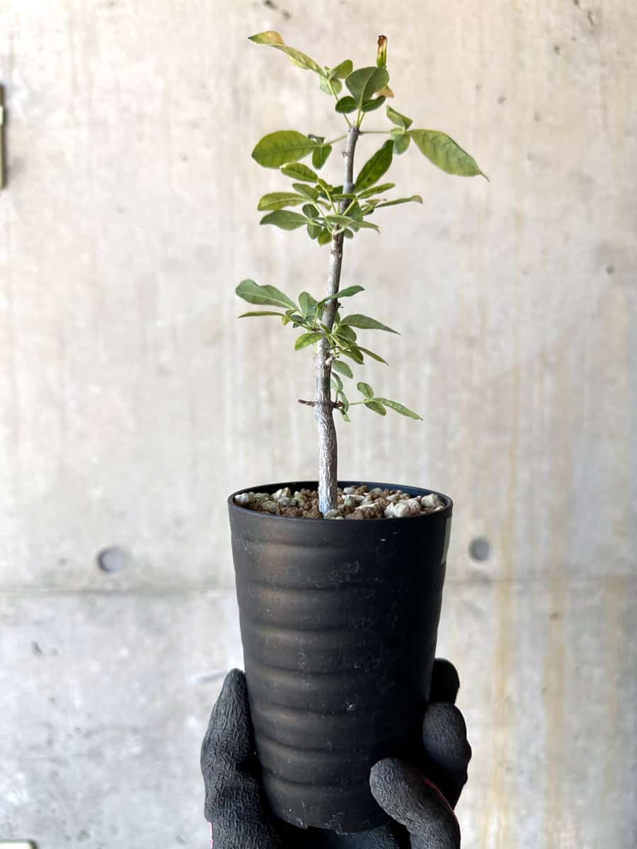 【現品限り】コミフォラ・エデュリス【G52】 Commiphora edulis
