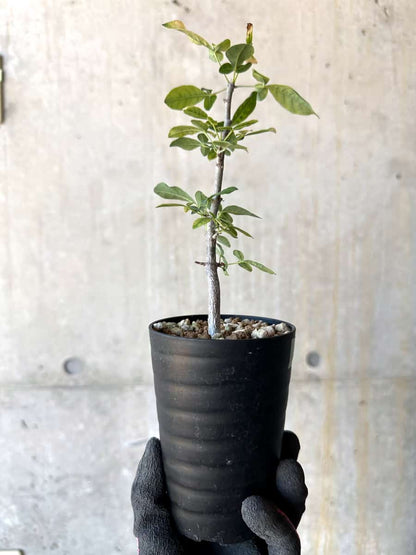 【現品限り】コミフォラ・エデュリス【G52】 Commiphora edulis