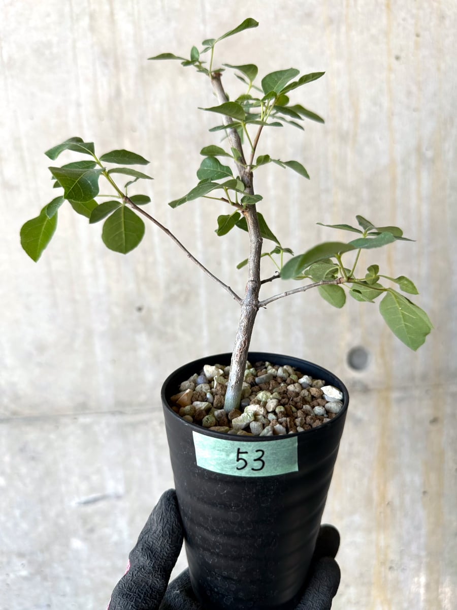 【現品限り】コミフォラ・エデュリス【G53】 Commiphora edulis