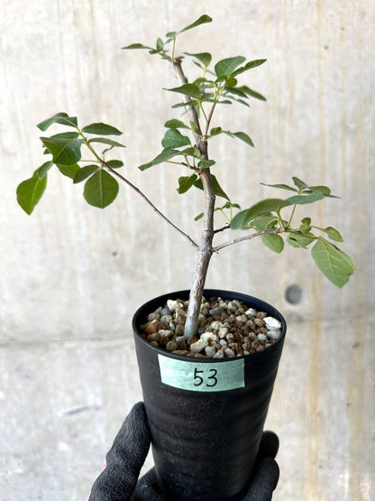 【現品限り】コミフォラ・エデュリス【G53】 Commiphora edulis