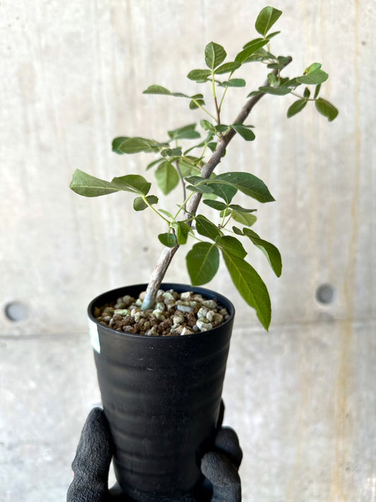 【現品限り】コミフォラ・エデュリス【G53】 Commiphora edulis