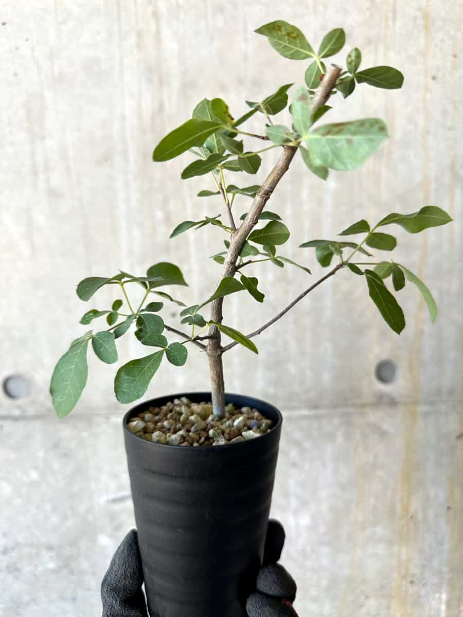 【現品限り】コミフォラ・エデュリス【G53】 Commiphora edulis