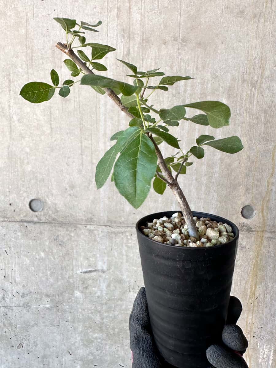 【現品限り】コミフォラ・エデュリス【G53】 Commiphora edulis
