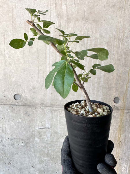【現品限り】コミフォラ・エデュリス【G53】 Commiphora edulis