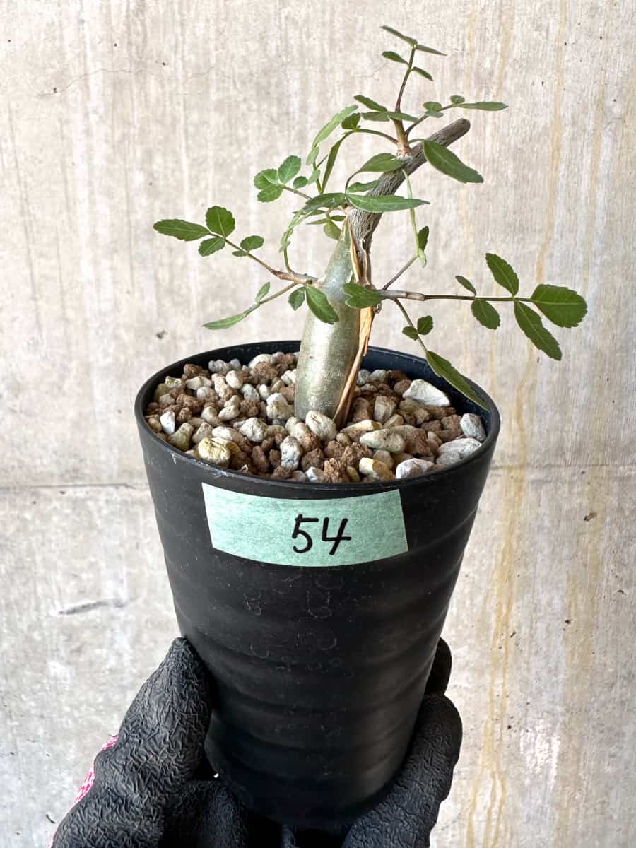 【現品限り】ブルセラ・ファガロイデス【G54】 Bursera fagaroides