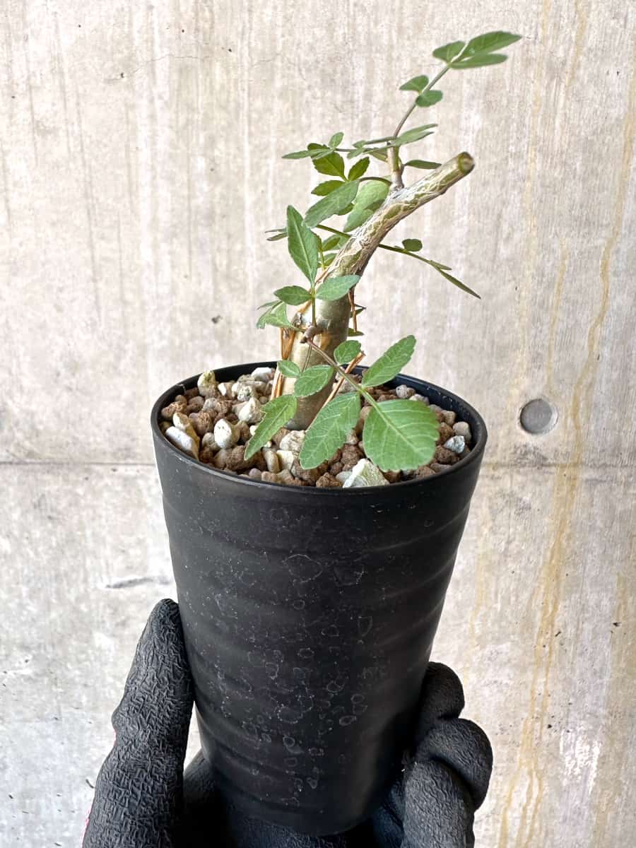 【現品限り】ブルセラ・ファガロイデス【G54】 Bursera fagaroides